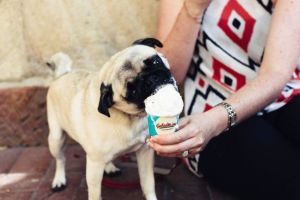 Gelatissimo has launched a flavour especially for dogs.